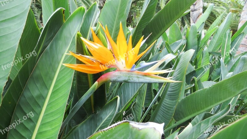 Tenerife Nature Flower Blossom Bloom