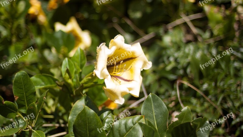 Tenerife Nature Flower Blossom Bloom