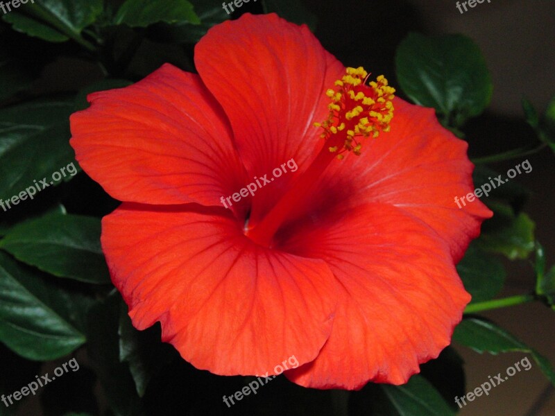 Hibiscus Blossom Bloom Plant Marshmallow