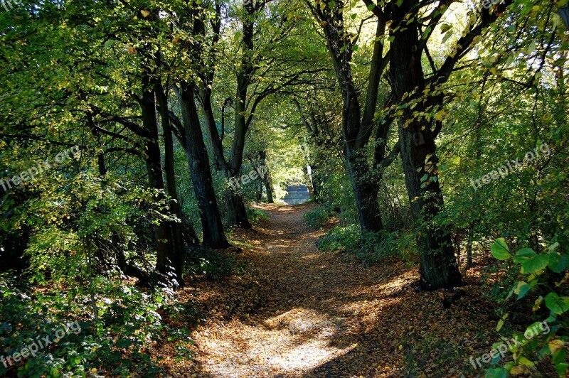 Forest Path Forest Away Trees Autumn