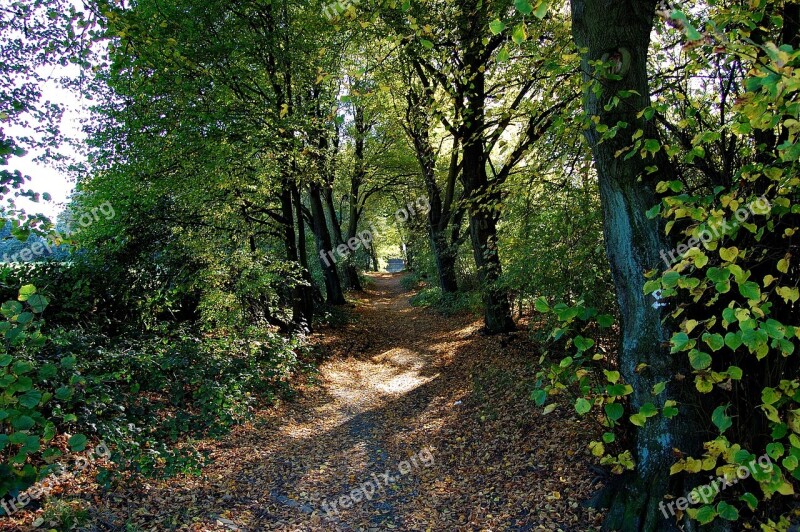 Forest Path Forest Away Trees Autumn