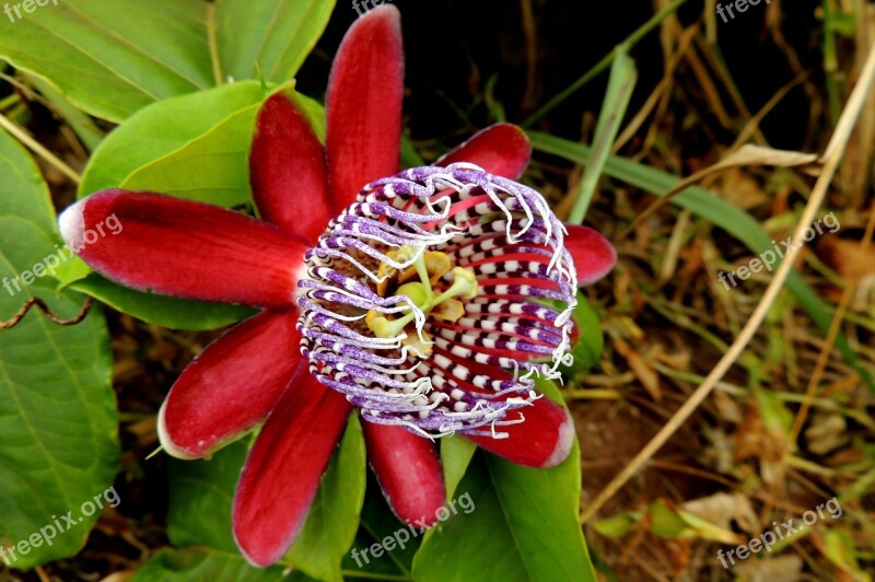 Flower Passion Fruit Fruit Passion Flower Free Photos