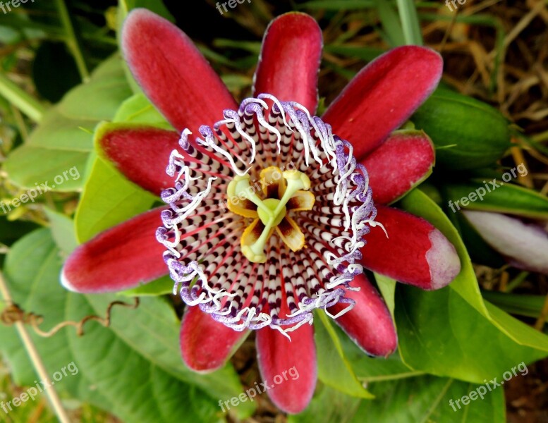 Passion Fruit Flower Fruit Passion Flower Free Photos