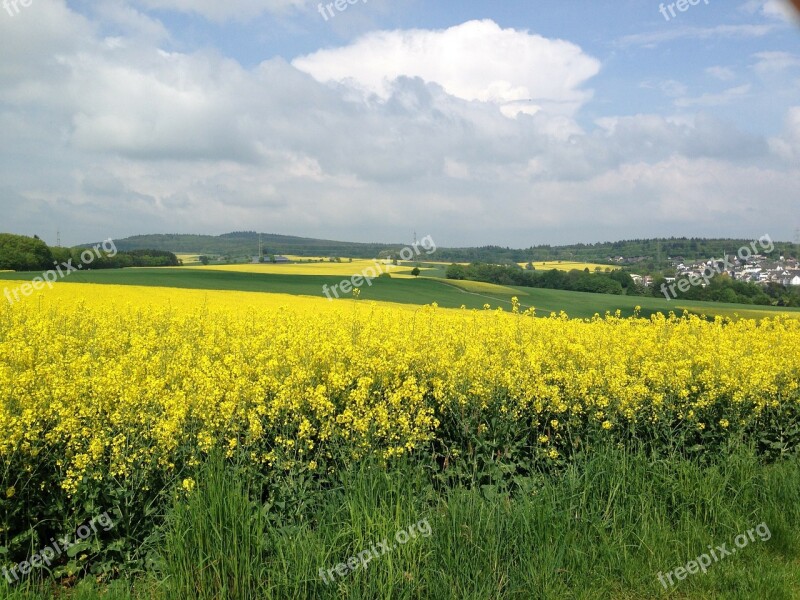 Rapeseed Canola Colza Rape Field Nature