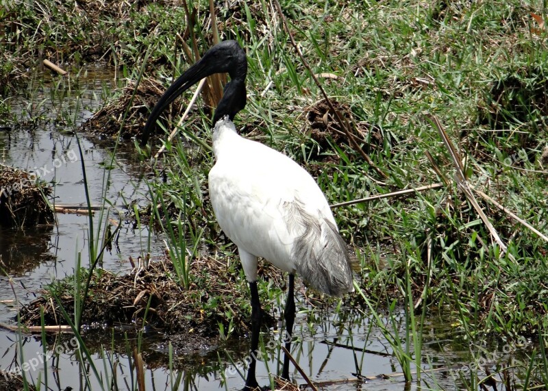 Black-headed Ibis Ibis Oriental White Ibis Threskiornis Melanocephalus Wader