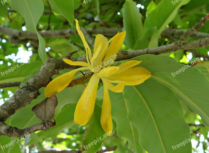 Champa Champak Magnolia Champaca Yellow Jade Orchid Flower