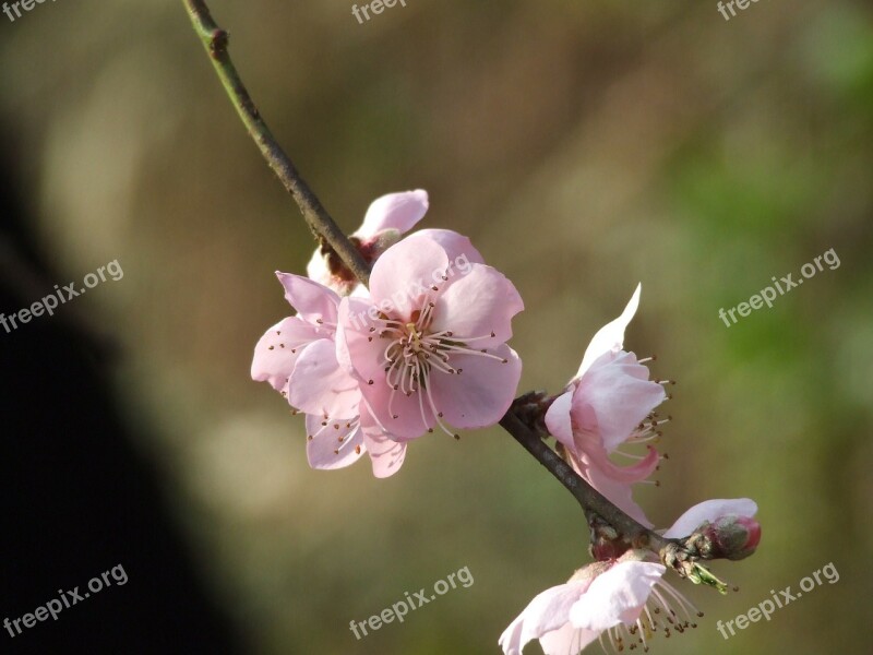 Peach Flower Blossom Spring Bloom