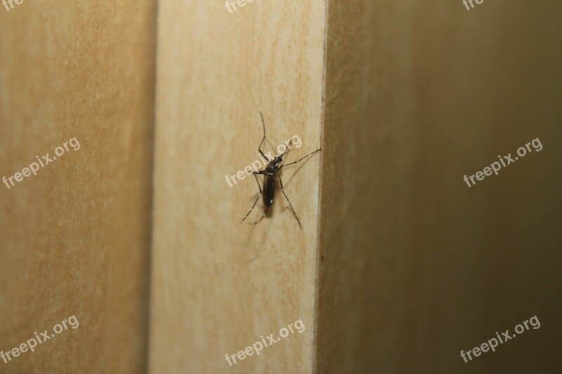 Mosquito Dengue Fever Aedes Free Photos