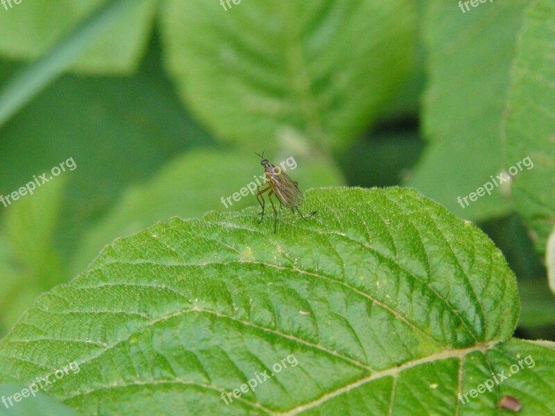 Stechmueke Blood Sucker Nature Proboscis Wilderness