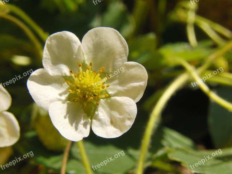 Strawberry Flower Blossom Bloom White Spring