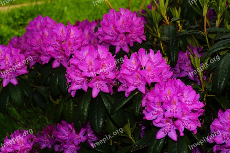 Rhododendrons Flowers Bush Purple Tender