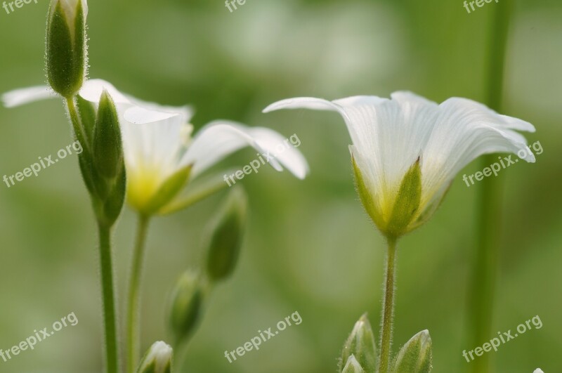 Flower White Spring Flora Detail