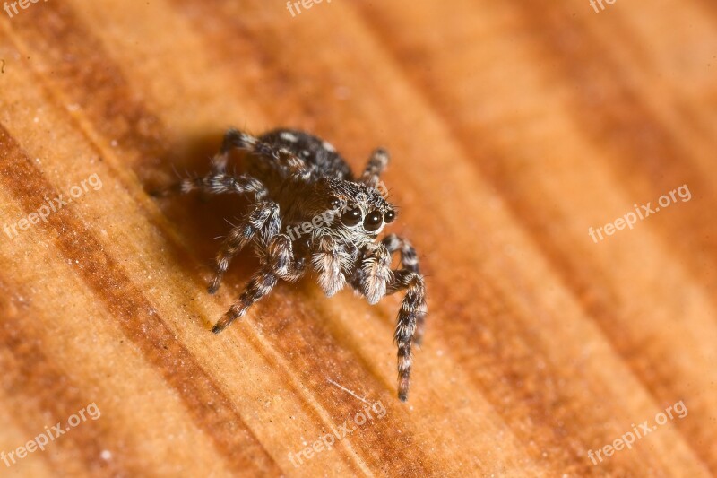 Spider Jumping Spiders Macro Eyes View