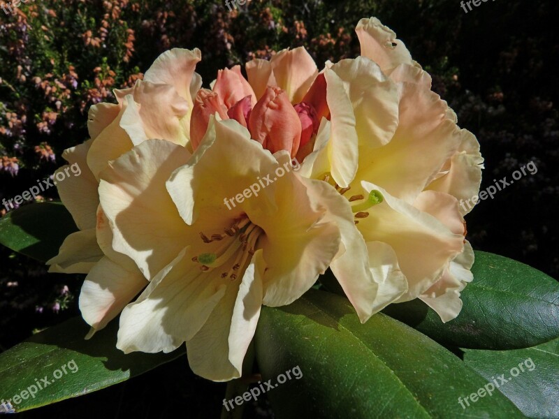 Rhododendron Flowers Macro Garden Nature