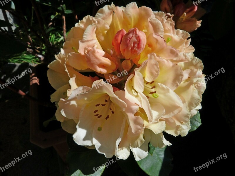 Rhododendron Flowers Nature Garden Ornamentation