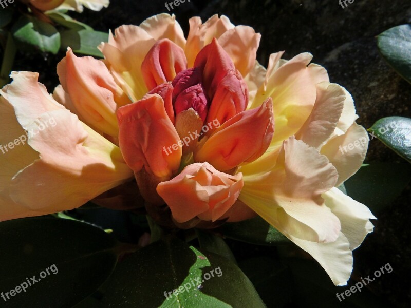 Rhododendron Flowers Garden Ornamentation Shrub