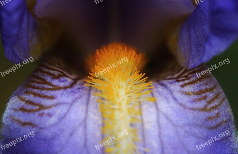 Iris Blue Flowers Close Up Macro