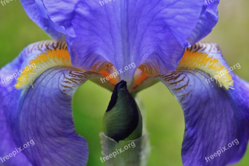 Iris Flower Macro Blossom Bloom Bud