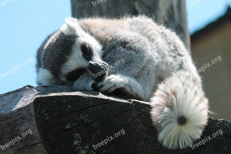 Lemur Sleep Animal Lemurs Nature