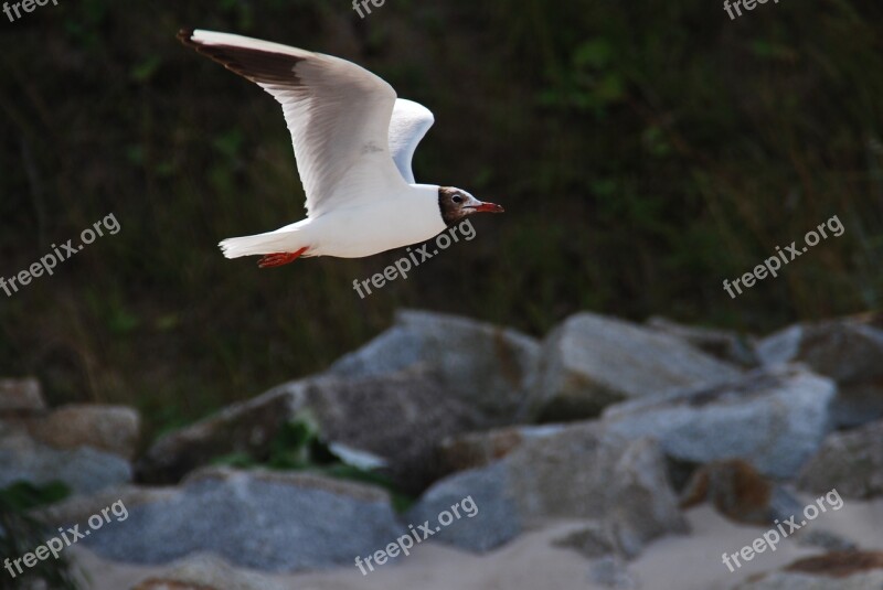 Seagull Nature Summer The Sun Bird