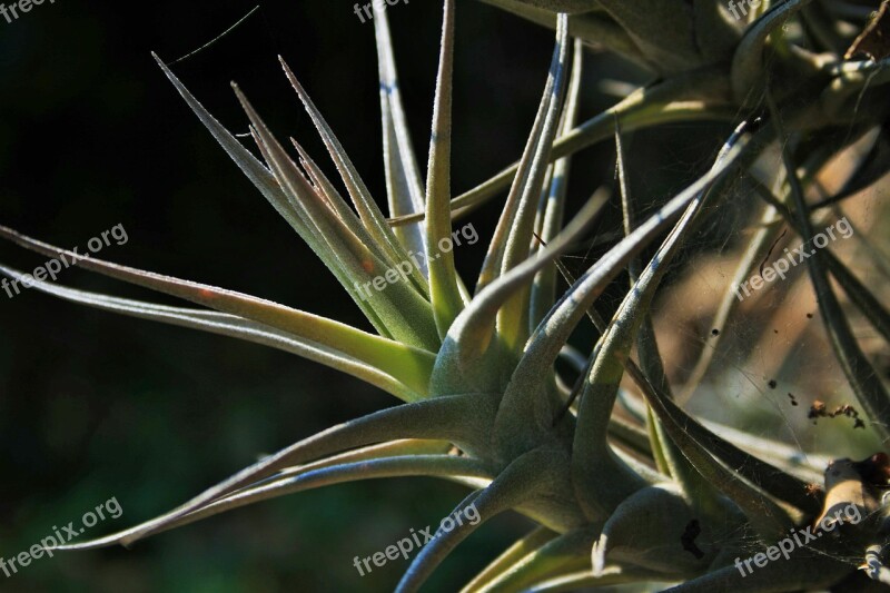 Epiphyte Plant Plant Roots Air Leaves