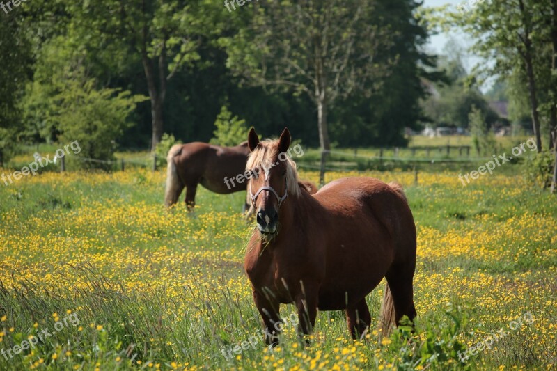 Kaltblut Horse Mare Pasture Nature