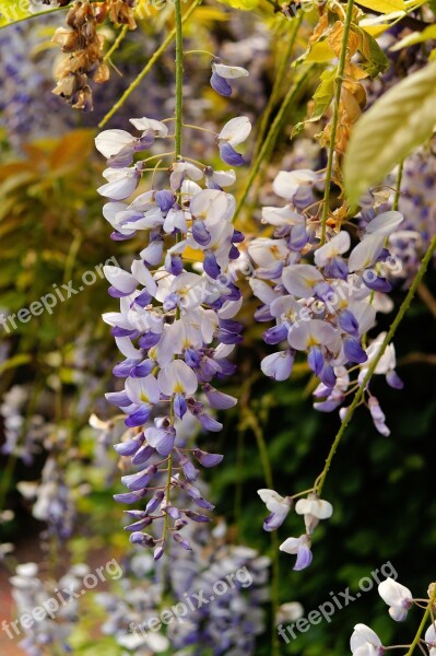 Blue Rain Flowers Plant Bush Toxic