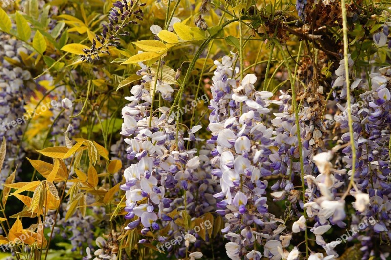 Blue Rain Flowers Plant Bush Toxic