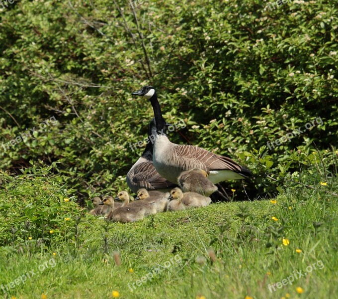 Canada Goose Birds Nature Canada Geese Migratory Birds