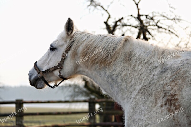 Horse Animal Mold Horse Head White