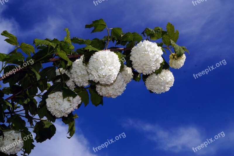 Prachtspiere Spiraea Vanhouttei White Spierstrauch Beginning Of Summer