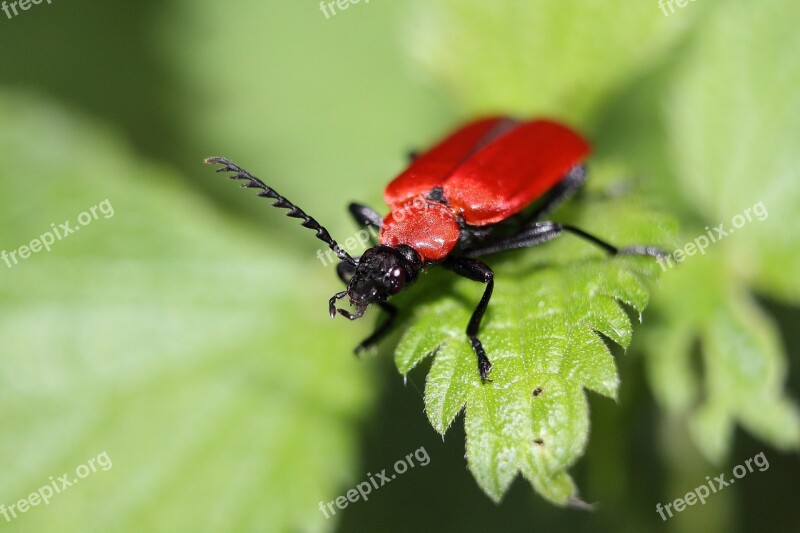 Fire Beetle Scarlet Fire Beetle Pyrochroa Coccinea Beetle Insect