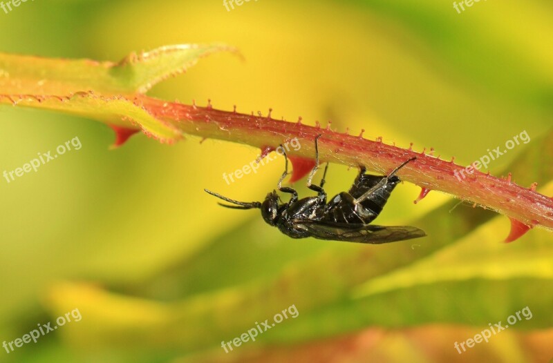 Insect Insect Macro New Insect Fly Flight Insect