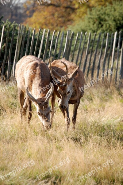 Red Deer Cervus Elaphus Richmond Park Wildlife Stag