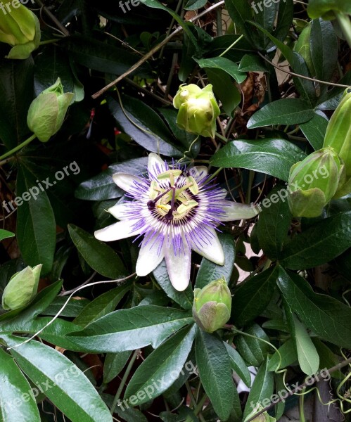 Passiflora Flower Bloom Leaves Green