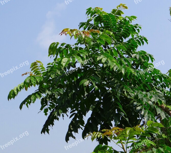 Indian Hog Plum Ambada Aamraata Tree Spondias Pinnata