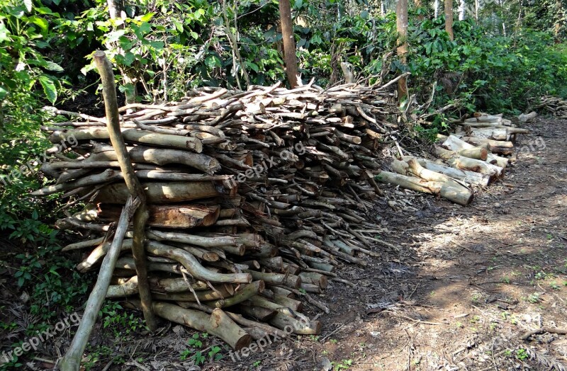 Firewood Fuel Stack Forest Kodagu