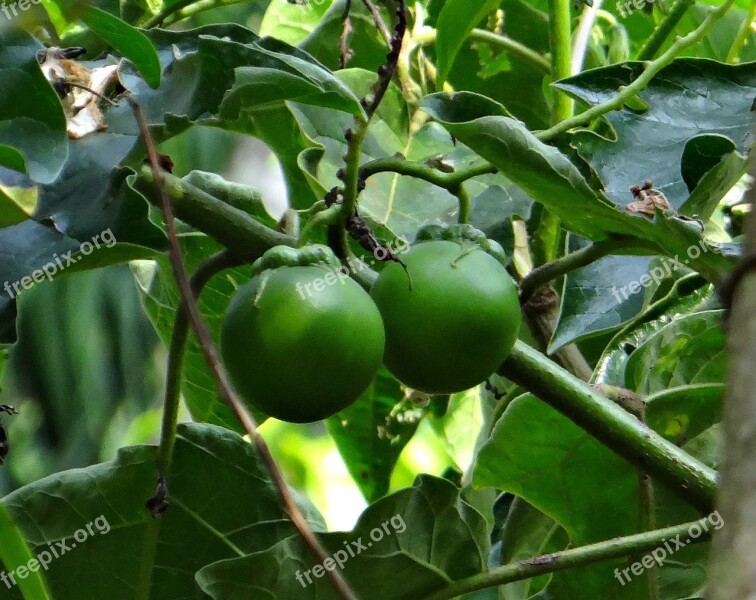 Potato Tree Giant Star Potato Tree Fruit Solanum Macranthum Solanaceae