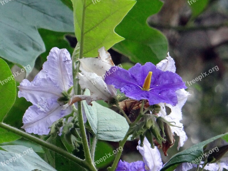 Potato Tree Giant Star Potato Tree Flower Violet Solanum Macranthum