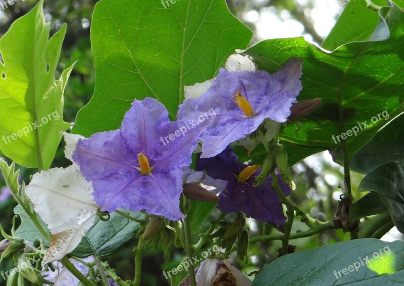 Potato Tree Giant Star Potato Tree Flower Violet Solanum Macranthum