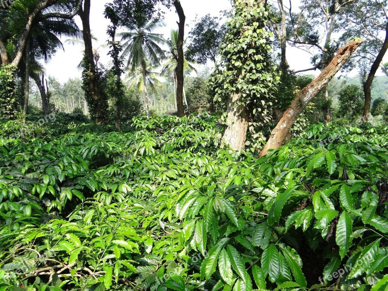 Coffee Plantation Coffea Robusta Ammathi Coorg Kodagu