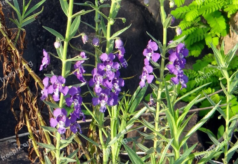 Narrowleaf Angelonia Summer Snapdragon Angel Flower Angelonia Angustifolia Scrophulariaceae