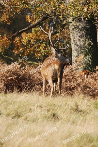 Stag Red Deer Cervus Elaphus Richmond Park Wildlife