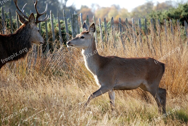 Red Deer Deer Mammal Cervus Elaphus Richmond Park