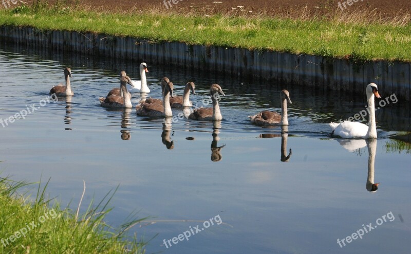 Swans Cygnets Water Reflection Nature