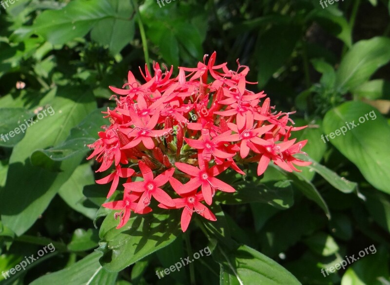 Pentas Star Flower Star Cluster Pentas Lanceolata Flower