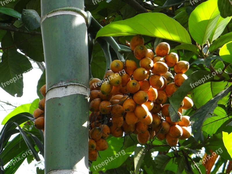 Areca Catechu Areca Palm Areca Nut Palm Betel Palm Fruits