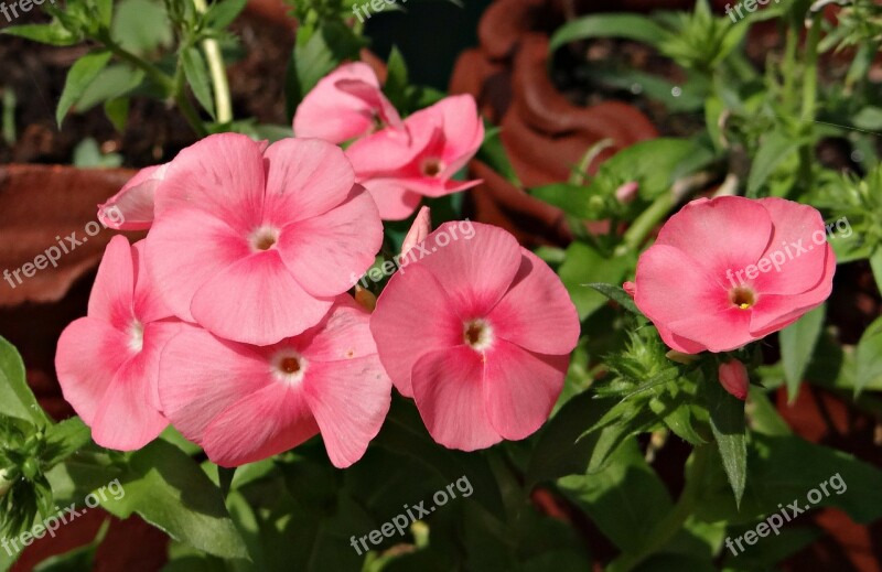 Woolly Rock Jasmine Androsace Lanuginosa Primulaceae Flower Pink