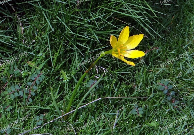 Rain Lily Fairy Lily Zephyr Lily Zephyranthes Candida Amaryllidaceae