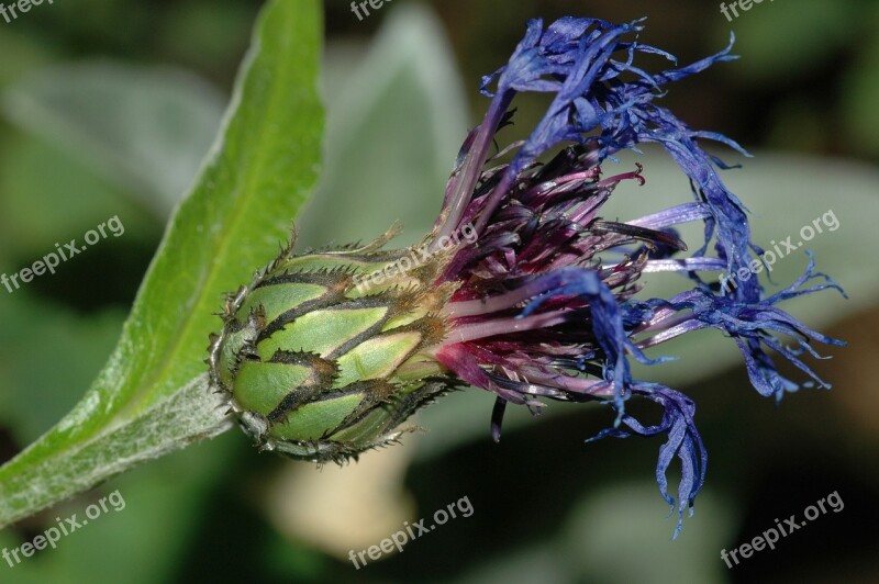 Flower Wilted Shriveled Nature Flowers